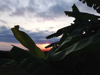 Low angle view of cactus against sky