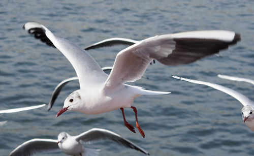 Seagull flying over sea