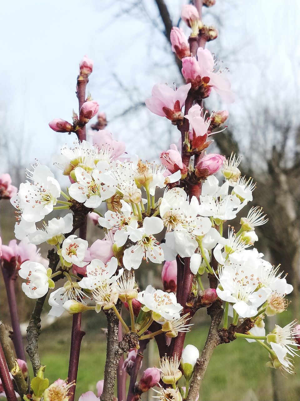 CLOSE-UP OF PINK CHERRY BLOSSOMS