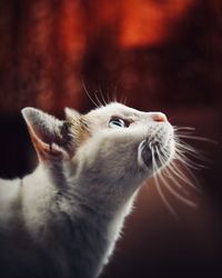 Close-up of a cat looking away