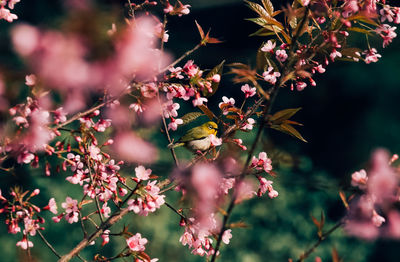 Close-up of fresh flowers on tree