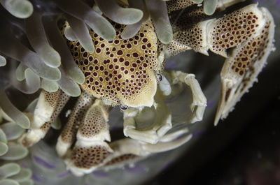 Close-up of flowers