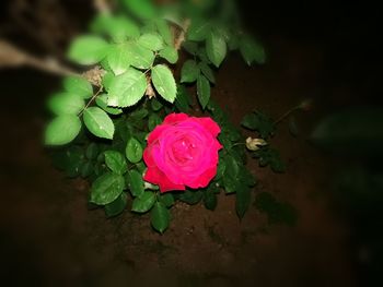 Close-up of pink flower