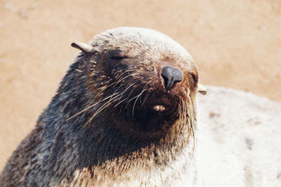 Close-up portrait of meerkat on beach