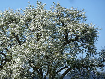 Low angle view of flower tree against clear sky