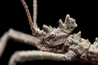 Close-up of insect on black background