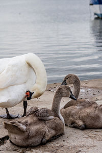 High angle view of swans swimming in lake