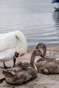 Close up of swan with cygnets