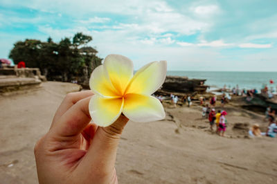 Close-up of hand holding yellow rose on beach