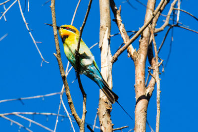 Low angle view of bird perching on tree against blue sky