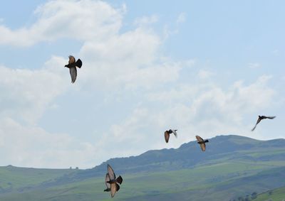 Low angle view of kite flying over landscape against sky