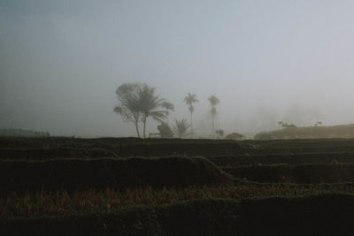 Scenic view of field against sky during foggy weather