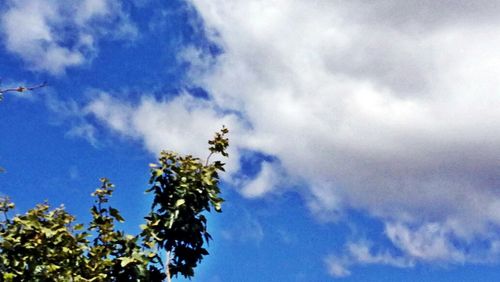 Low angle view of trees against cloudy sky