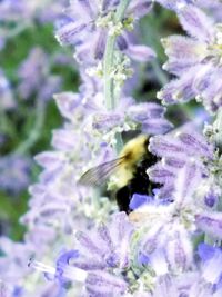 Close-up of honey bee on flower