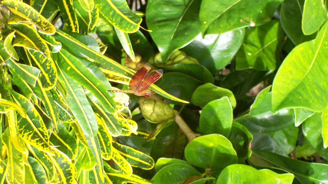 animals in the wild, animal themes, one animal, insect, wildlife, leaf, green color, plant, close-up, nature, butterfly - insect, growth, focus on foreground, beauty in nature, high angle view, natural pattern, outdoors, day, butterfly, no people