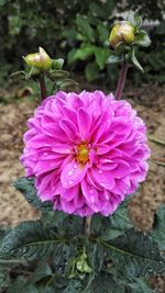 Close-up of honey bee on flower blooming outdoors