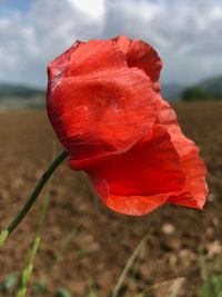 poppy