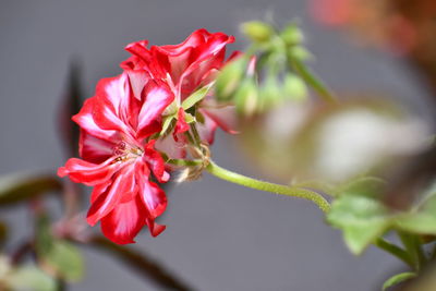 Close-up of red rose flower