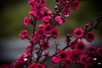 Close-up of pink flowers