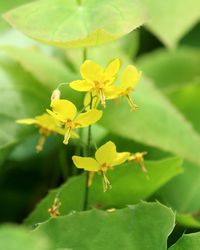 Close-up of yellow flowers blooming outdoors