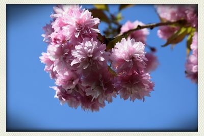 Close-up of pink flowers