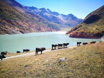 View of cows on landscape against sky