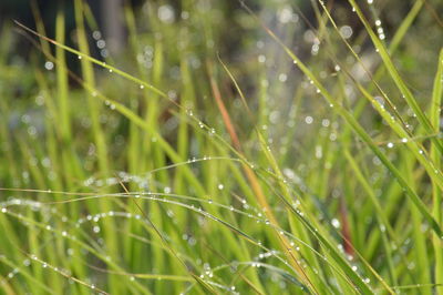 Close-up of wet grass