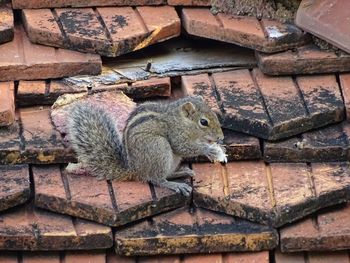 Close-up of squirrel on wall