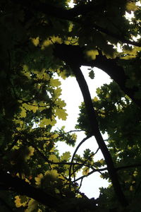 Low angle view of trees