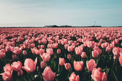 Pink tulips blooming on field against sky