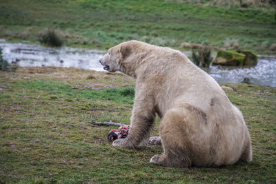 Sheep eating grass