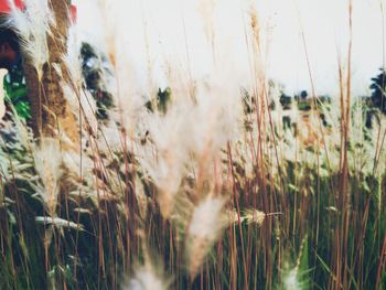 Close-up of wheat field