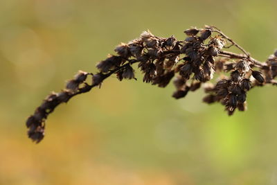 Close-up of wilted plant