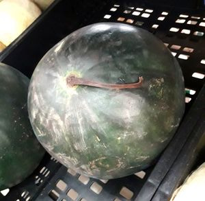 Close-up of turtle on table