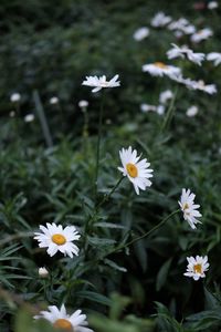 Close-up of white daisy flowers on field