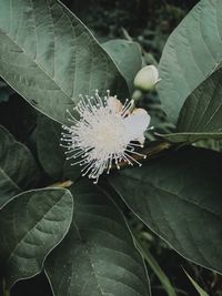 Close-up of flowering plant