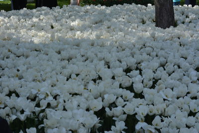 Close-up of white flowering plants