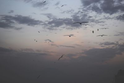 Low angle view of birds flying in sky