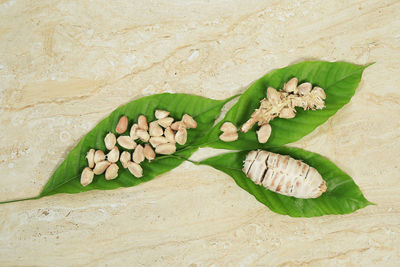High angle view of green leaves on sand