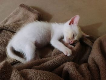 Close-up of cat relaxing