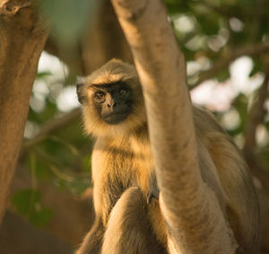 Portrait of monkey on tree