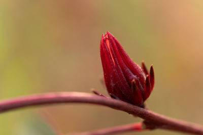 Close-up of pink flower bud