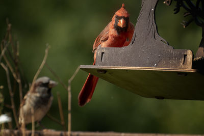 Close-up of bird perching on plant