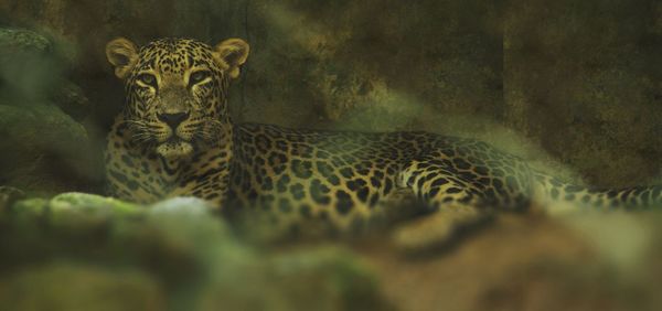 Leopard resting on rock in forest