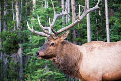 Portrait of elk in yellowstone national park