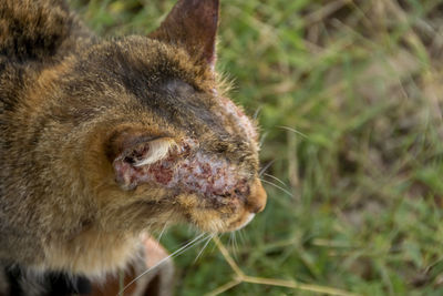 Close-up of a rabbit on field