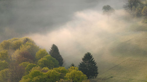 Trees in forest against cloudy sky