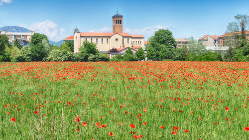 Flowers growing on field by building against sky