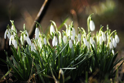 Close-up of plants growing on field