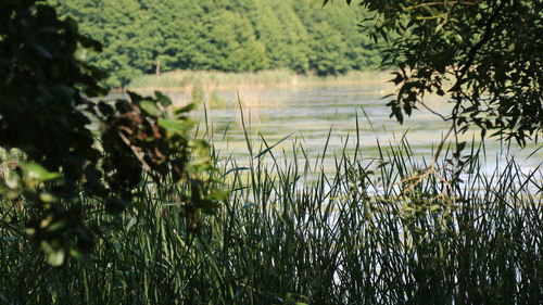 Scenic view of lake